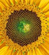 Sunflower by P.C. Truzcen